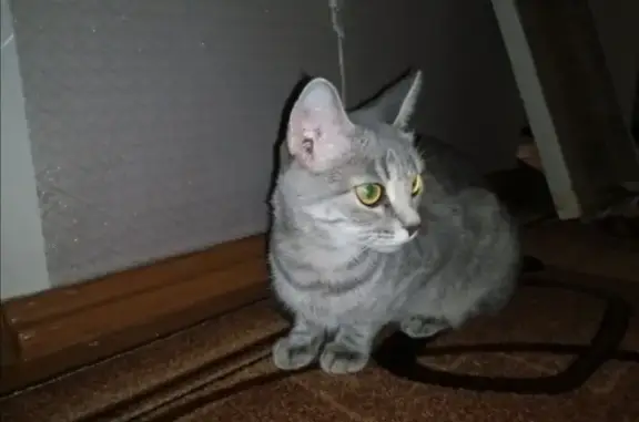 Пропала кошка Сильва в Тобольске