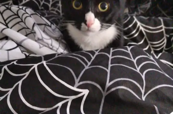 Кошки потеряшки, Санкт-Петербург, фото: Потеряшка кот, Южная ул., 21. Фото нужно.