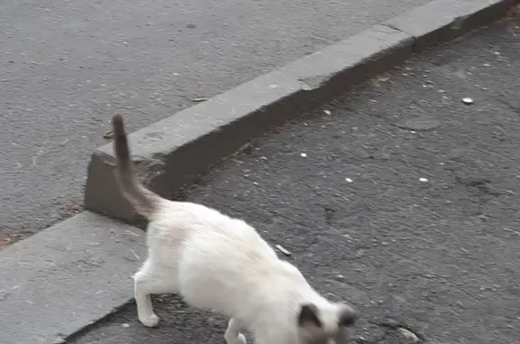 Найдена беленькая кошка на ул. Текстилей, 15, Ногинск