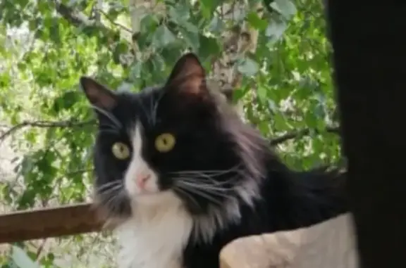 Кошки потеряшки, Иркутск, фото: Потеряшка кошка Кот, черно-белый окрас, ул. Трилиссера, 78, Иркутск