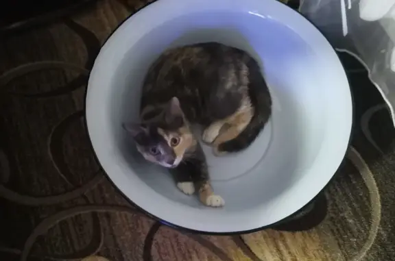 Кошки потеряшки, Иркутск, фото: Потеряшка трехцветная кошка на бульваре Рябикова, 18Б, Иркутск