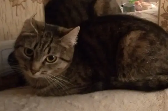 Кошки потеряшки, Санкт-Петербург, фото: Потеряшка кошка на Пражской ул., 37 к2, СПб