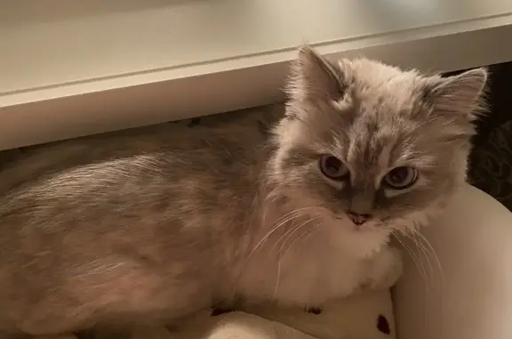 Кошки потеряшки, Новосибирск, фото: Потеряшка сибирская кошка, пугливая, голубоглазая - Новосибирск, Выборная ул., 89/5