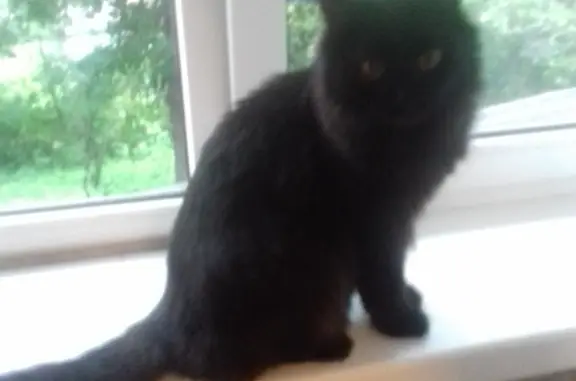 Потерянные животные Смоленск, фото: Пропала кошка: Кот черный, убежал по ул. Шевченко, 93Б