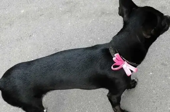 Пропала собака Черный, той терьер, пр-т 60-летия СССР, Биробиджан