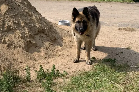 Найдена собака на ул. Грибоедова, 35, Вязьма