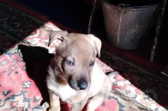 Найден маленький щенок на ул. Станиславского, 6, Рузаевка