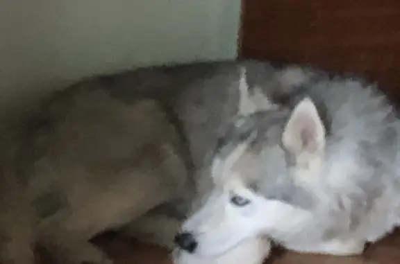 Найденные животные Нижний Новгород, фото: Найдена собака на ул. Адмирала Макарова, 3, Нижний Новгород