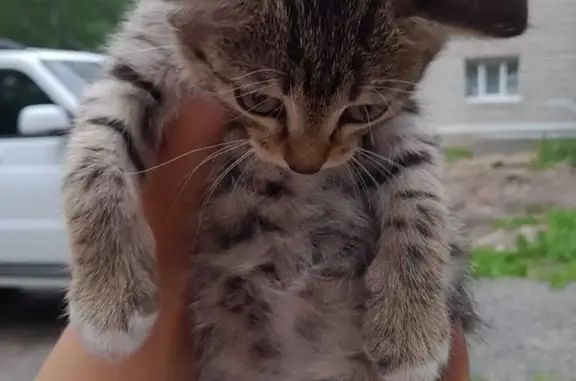 Найдена кошка Котята ищут дом, ул. Вавилова, 22, Томск