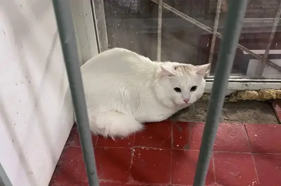 Найдена кошка Котик на Сиреневом бульваре, Москва