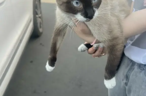 Найдена сиамская кошка на Красноармейской ул., возле ТЦ Ани