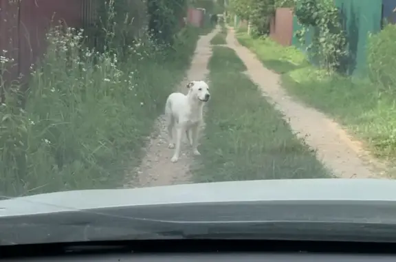 Собака в СНТ Медик-2 д.Заречье (АБЗ), прячется и боится людей