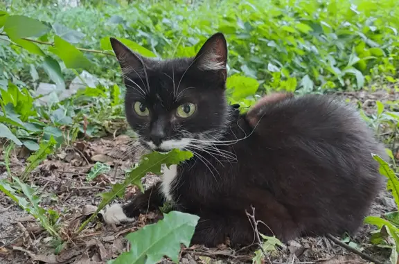 Найдена кошка на Турку / Будапештская, 17 к3