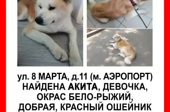 Найдена собака Москва САО, ул. 8 Марта, 11