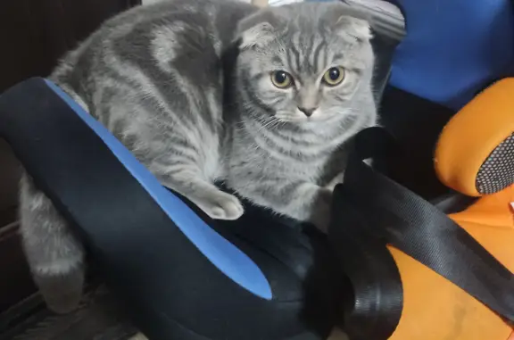 Кошки потеряшки, Ижевск, фото: Потеряшка кошка с белым крестом, ул. Ворошилова 65, Ижевск