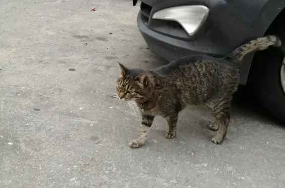 Найден кот без ошейника на пр. Маршала Жукова, Москва