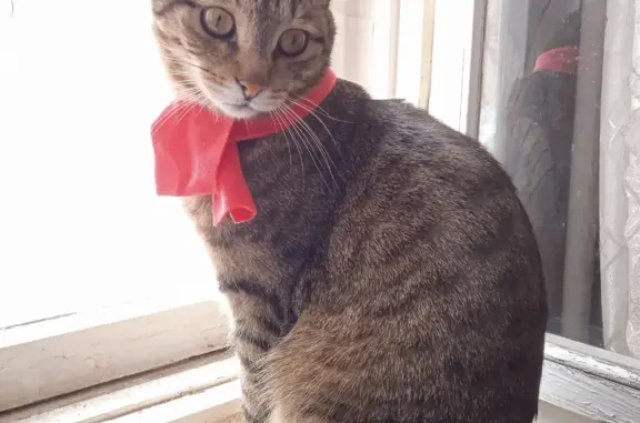 Кошки потеряшки, Набережные Челны, фото: Потеряшка кошка в Набережных Челнах