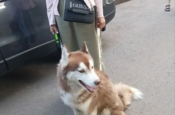 Собака хаски найдена на улице Дадаева