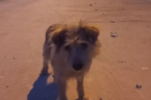Собака найдена: ул. Мышино, 64, Йошкар-Ола