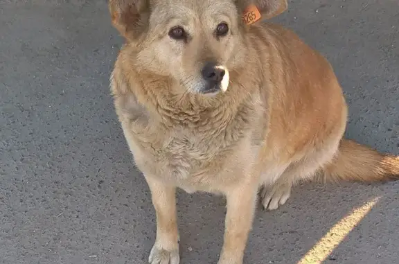 Пропала собака на Перекопской ул., Севастополь