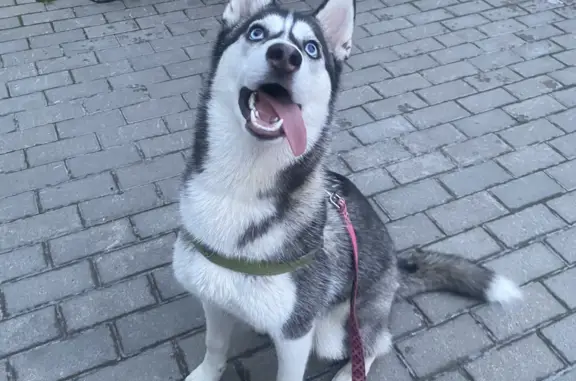 Собака найдена на Шуваловском проспекте