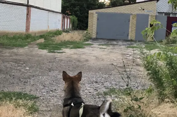 Пропала собака в Волгограде, ТЗР, 06.07.23