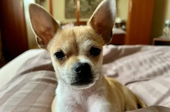 Собаки потеряшки, Москва, фото: Потеряшка собака в Олимпийской деревне, Москва