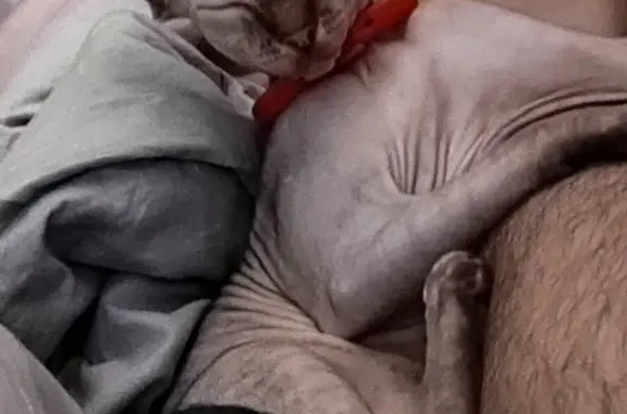 Пропала кошка в Славгороде, Молодая канадская сфинкс, без ошейника, возраст 7-8 месяцев