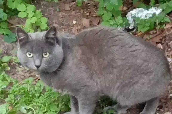 Найден кот серого окраса в Егорьевском районе