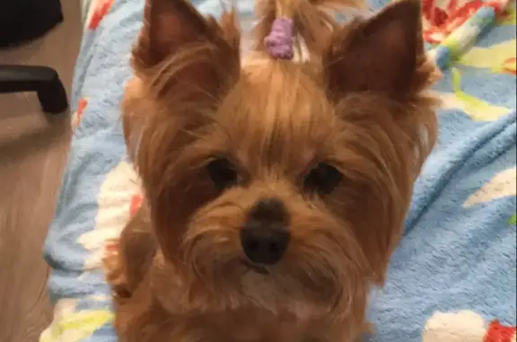 Собаки потеряшки, Тюмень, фото: Потеряшка собака Нэтти, Салехардская ул. 72, Тюмень