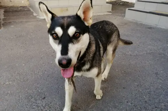 Собака найдена на ул. Кобозева, Оренбург