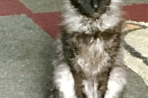 Кошки потеряшки, Санкт-Петербург, фото: Потеряшка кошка на Бухарестской ул., 112, СПб