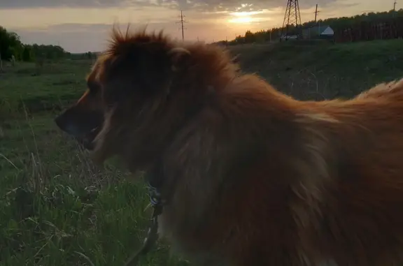 Пропала собака в Челябинской области