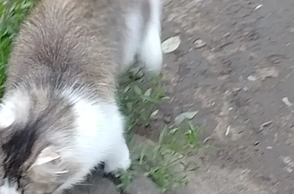 Найдена молодая кошка на ул. 50 лет Профсоюзов, Омск