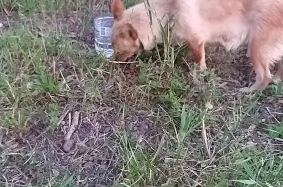 Найдена собака Рыженькая в Светлограде