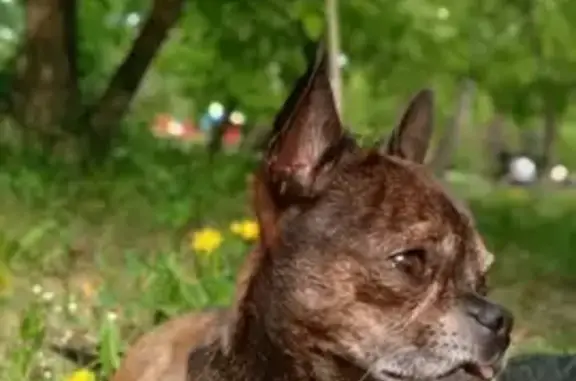 Собаки потеряшки, Тюмень, фото: Потеряшка собака в Тюмени, ул. Олимпийская 23