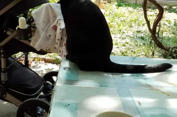 Пропала черная кошка на ул. Комсомольская, Саки