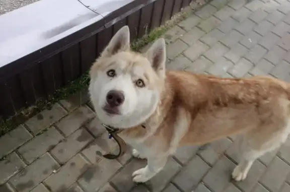 Найдена собака на Минском шоссе, Кубинка