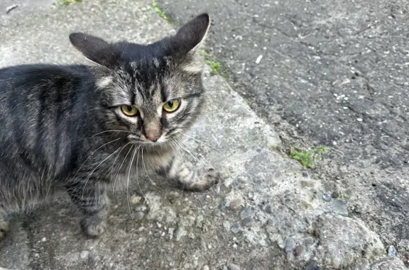 Найдена кошка на ул. Сурикова, 14, Н.Новгород