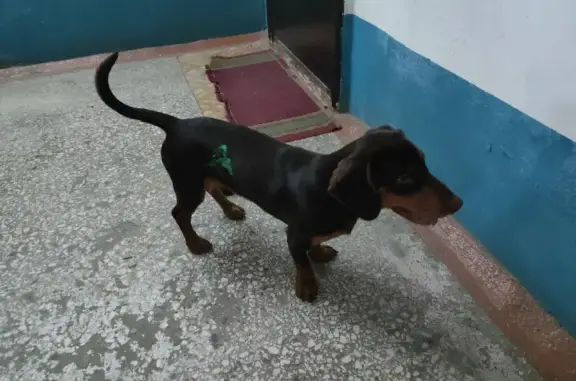 Найден щенок такса на пр. Дружбы Народов, Абакан