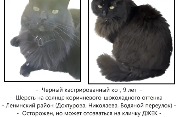 Потерянные животные Смоленск, фото: Пропал черный кот на ул. Дохтурова, Смоленск. Ошейник, шрамик на носу. Вознаграждение!