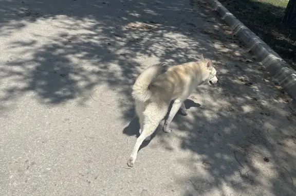 Пропала собака в Новосибирске, нужна помощь