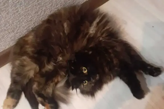 Кошки потеряшки, Донецк, фото: Потеряшка кошка 