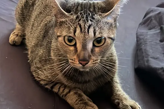 Пропала кошка в Республике Крым