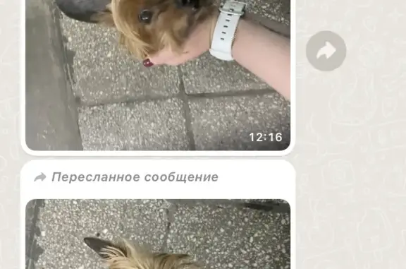 Найдена собака Девочка, Волоколамское шоссе 41к1, Москва