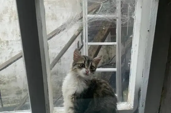 Пропала кошка Котенок на Ясногірській вулиці, 132, Донецк