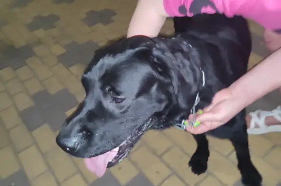 Найдена собака в парке, Саратов