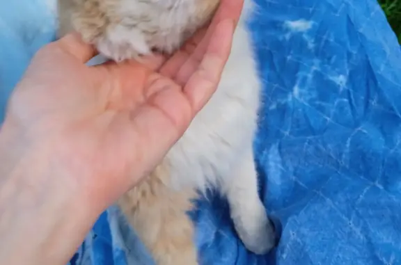Найдена кошка рыже белая в Чечёрском проезде, 51