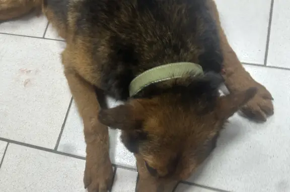 Найдена собака на Севастопольской 47, помощь в поиске хозяина