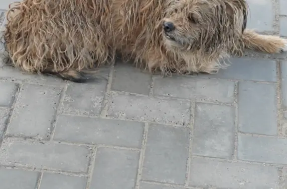 Пропала собака на проспекте Победы, 141, Казань